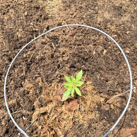 Wilderness Kush - (Photo) growlog timeline photo