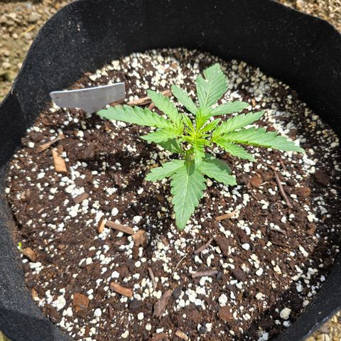 Bruce Banner 2.0 (Photo) - Plant #3 growlog timeline photo