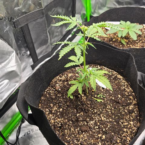Green Crack (Auto) - Plant #1 growlog timeline photo