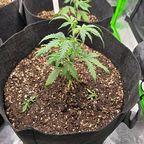 Green Crack (Auto) - Plant #3 growlog timeline photo