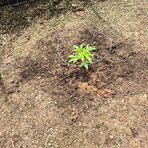 Bruce Banner 2.0 (Photo) - Plant #1 growlog timeline photo