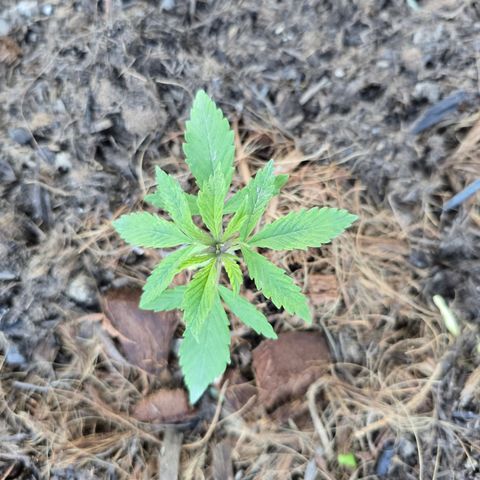 Wilderness Kush - (Photo) growlog timeline photo