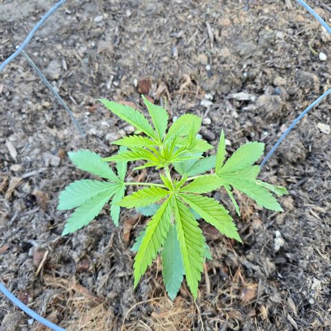 Bruce Banner 2.0 (Photo) - Plant #1 growlog timeline photo