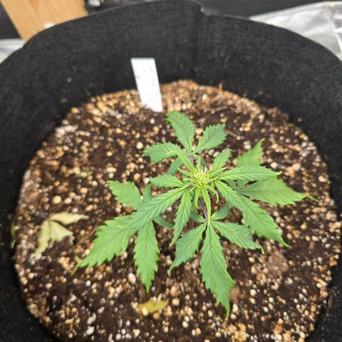 Green Crack (Auto) - Plant #2 growlog timeline photo