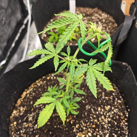 Green Crack (Auto) - Plant #1 growlog timeline photo