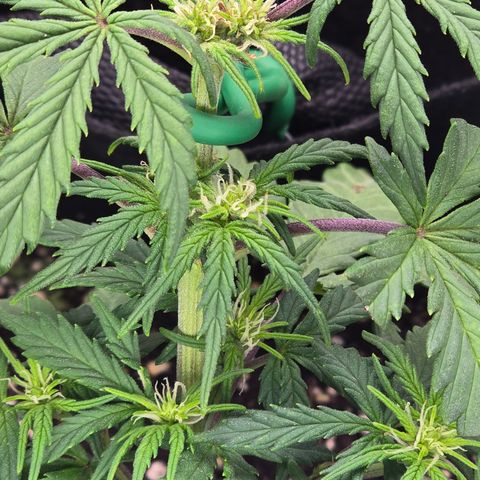 Green Crack (Auto) - Plant #3 growlog timeline photo