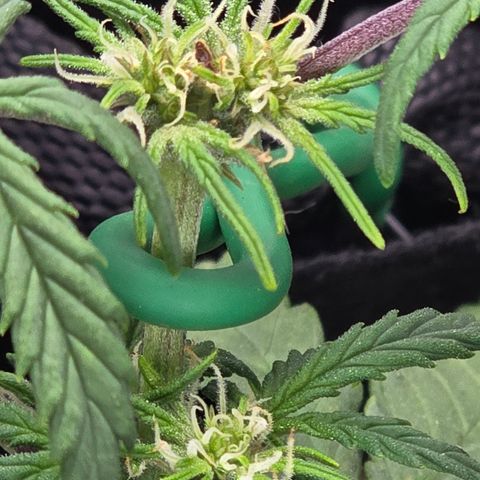 Green Crack (Auto) - Plant #3 growlog timeline photo