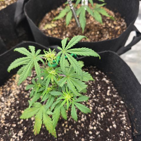 Green Crack (Auto) - Plant #3 growlog timeline photo