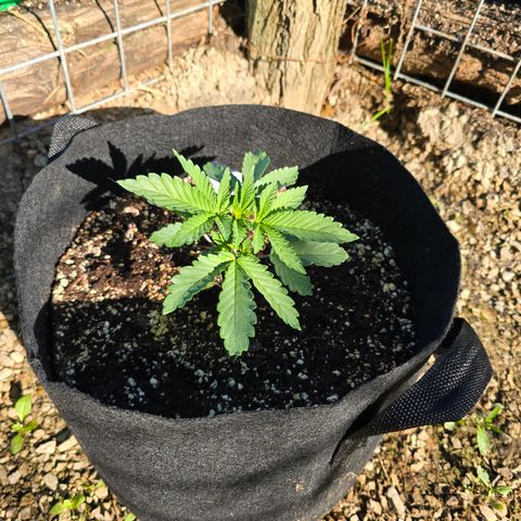 Bruce Banner 2.0 (Photo) - Plant #2 growlog timeline photo
