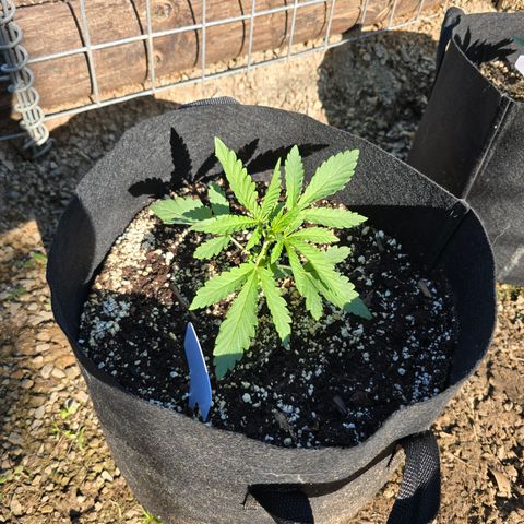 Bruce Banner 2.0 (Photo) - Plant #3 growlog timeline photo
