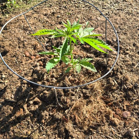 Bruce Banner 2.0 (Photo) - Plant #1 growlog timeline photo