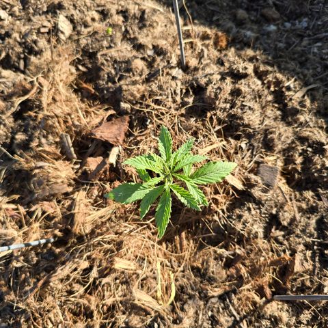 Wilderness Kush - (Photo) growlog timeline photo