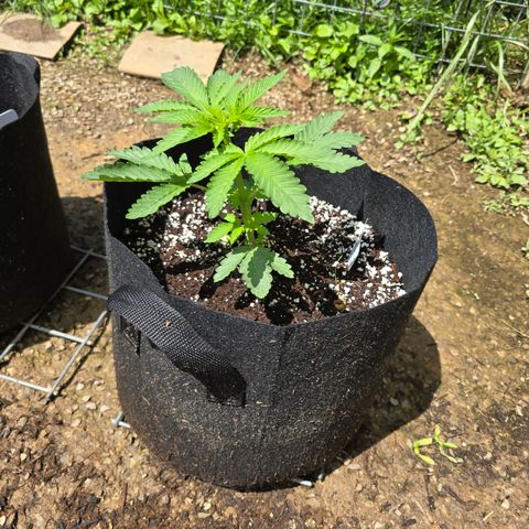 Bruce Banner 2.0 (Photo) - Plant #2 growlog timeline photo