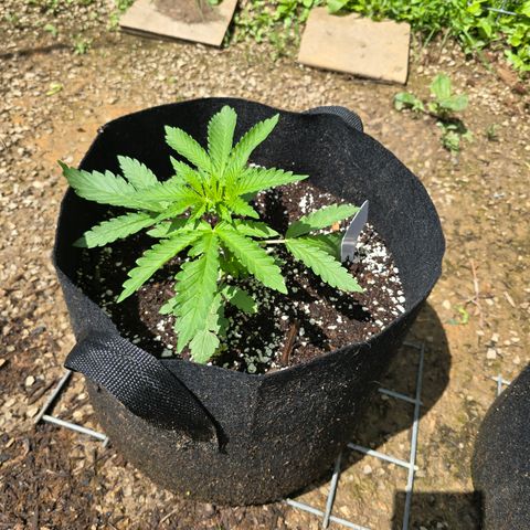 Bruce Banner 2.0 (Photo) - Plant #3 growlog timeline photo