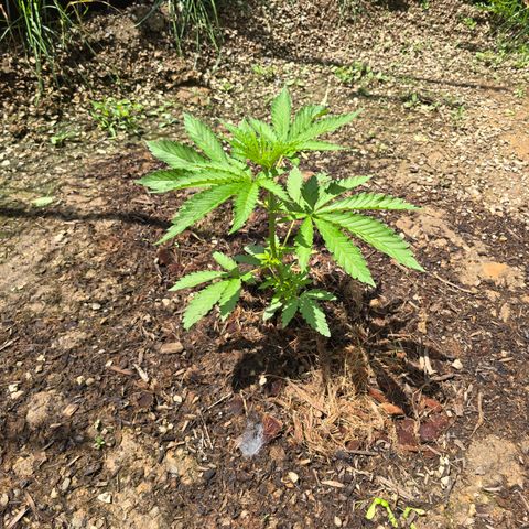 Bruce Banner 2.0 (Photo) - Plant #1 growlog timeline photo