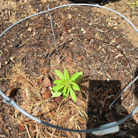 Wilderness Kush - (Photo) growlog timeline photo
