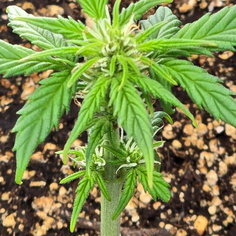 Green Crack (Auto) - Plant #2 growlog timeline photo