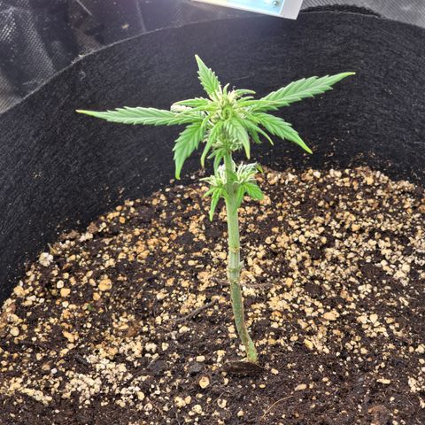 Green Crack (Auto) - Plant #2 growlog timeline photo