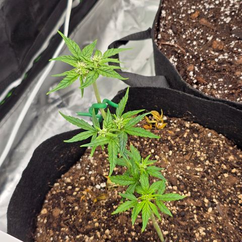 Green Crack (Auto) - Plant #1 growlog timeline photo