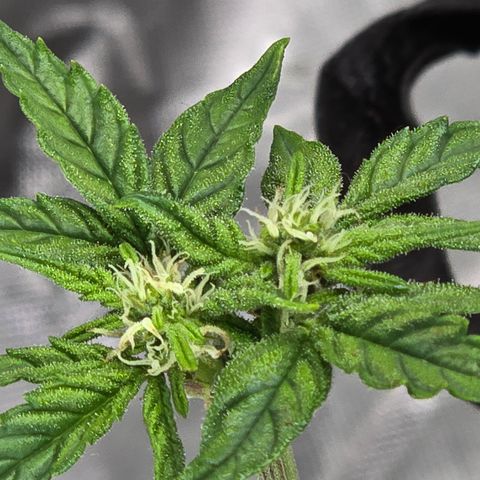 Green Crack (Auto) - Plant #1 growlog timeline photo