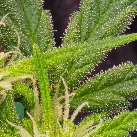 Green Crack (Auto) - Plant #3 growlog timeline photo