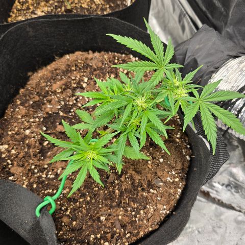 Green Crack (Auto) - Plant #3 growlog timeline photo