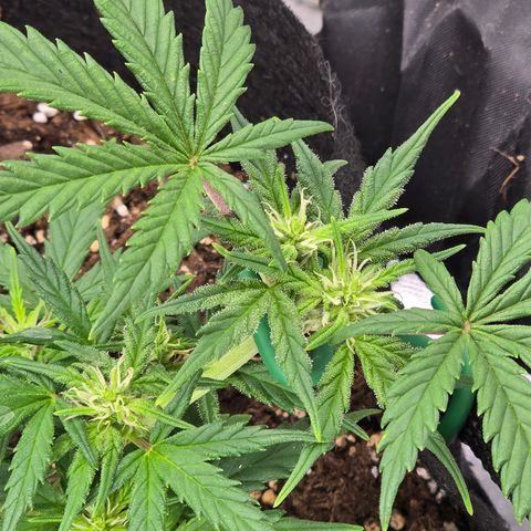 Green Crack (Auto) - Plant #3 growlog timeline photo