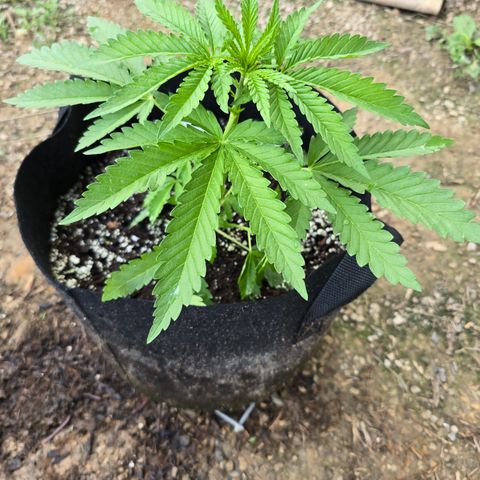 Bruce Banner 2.0 (Photo) - Plant #3 growlog timeline photo