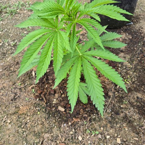 Bruce Banner 2.0 (Photo) - Plant #1 growlog timeline photo