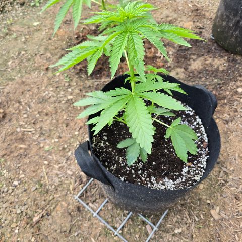 Bruce Banner 2.0 (Photo) - Plant #2 growlog timeline photo