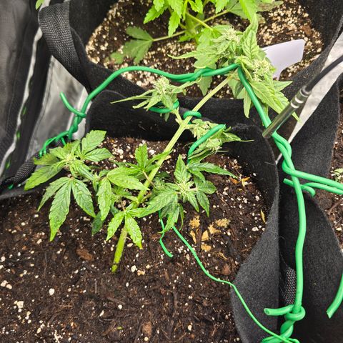 Green Crack (Auto) - Plant #1 growlog timeline photo