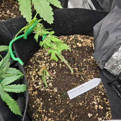 Green Crack (Auto) - Plant #2 growlog timeline photo