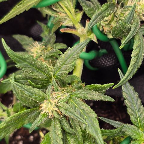 Green Crack (Auto) - Plant #3 growlog timeline photo