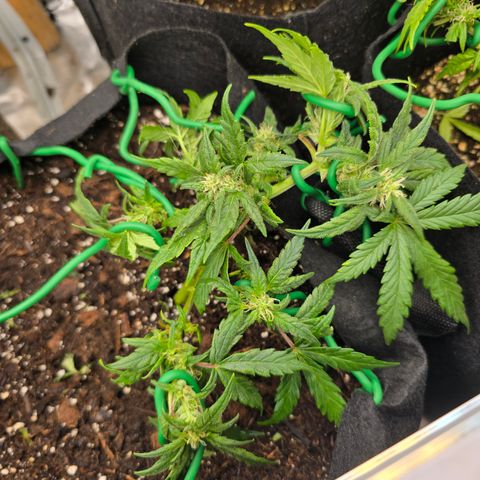 Green Crack (Auto) - Plant #3 growlog timeline photo