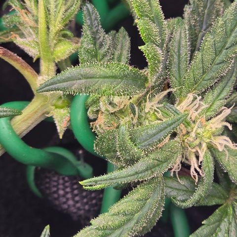 Green Crack (Auto) - Plant #3 growlog timeline photo