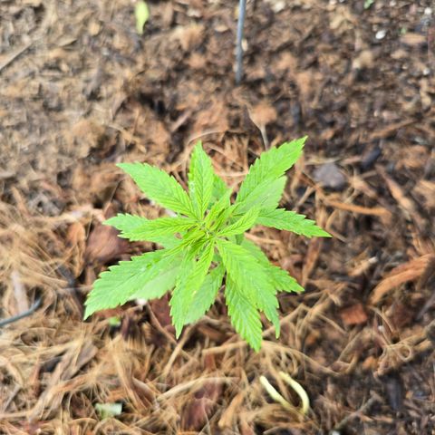Wilderness Kush - (Photo) growlog timeline photo