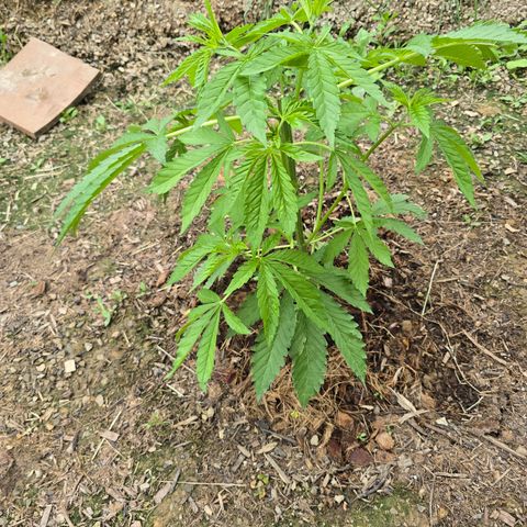 Bruce Banner 2.0 (Photo) - Plant #1 growlog timeline photo