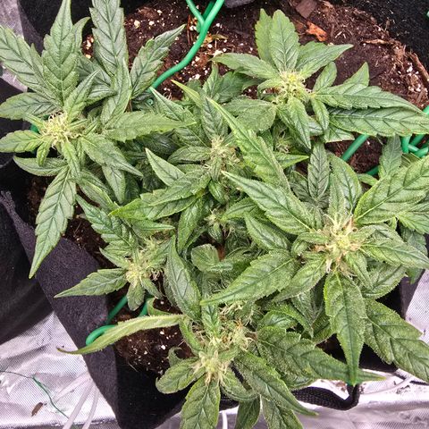 Green Crack (Auto) - Plant #3 growlog timeline photo
