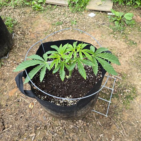 Bruce Banner 2.0 (Photo) - Plant #3 growlog timeline photo