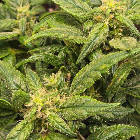 Green Crack (Auto) - Plant #3 growlog timeline photo