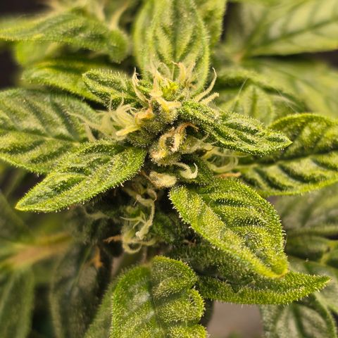 Green Crack (Auto) - Plant #1 growlog timeline photo