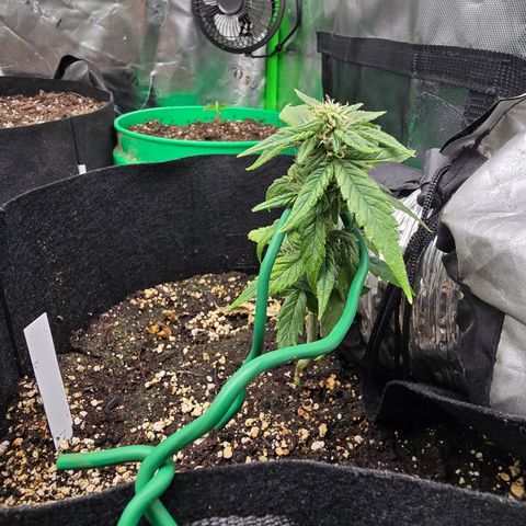 Green Crack (Auto) - Plant #2 growlog timeline photo