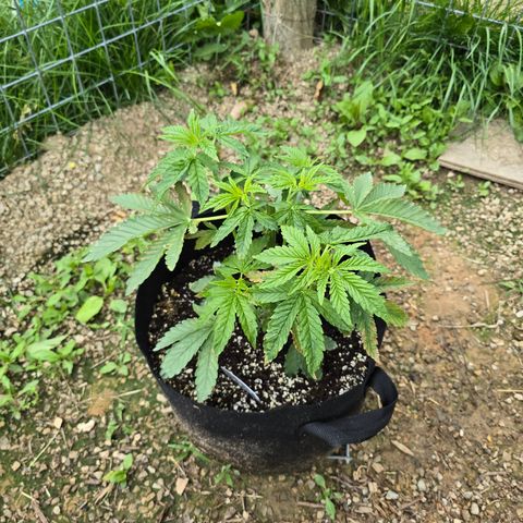 Bruce Banner 2.0 (Photo) - Plant #2 growlog timeline photo