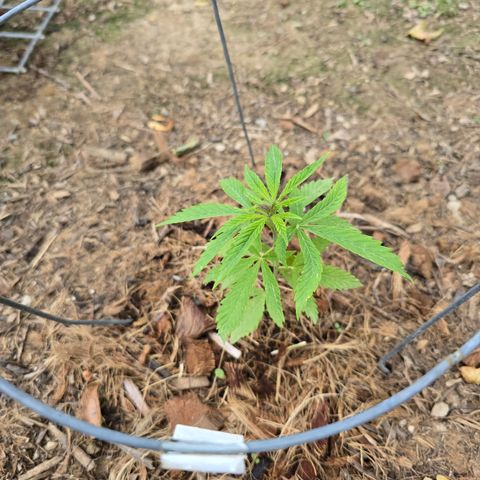 Wilderness Kush - (Photo) growlog timeline photo