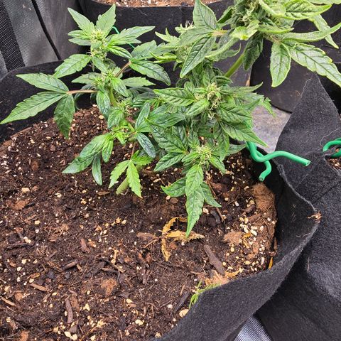 Green Crack (Auto) - Plant #1 growlog timeline photo