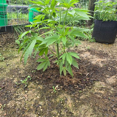 Bruce Banner 2.0 (Photo) - Plant #1 growlog timeline photo