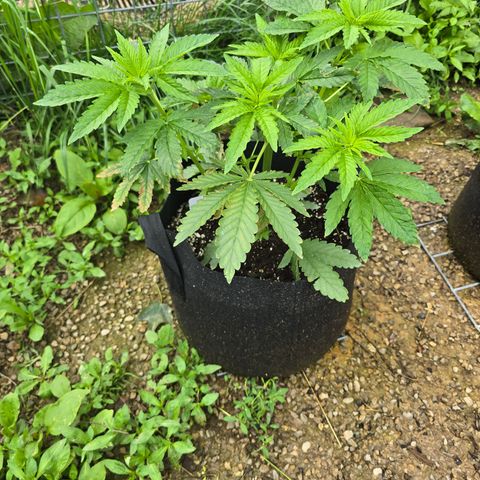 Bruce Banner 2.0 (Photo) - Plant #2 growlog timeline photo