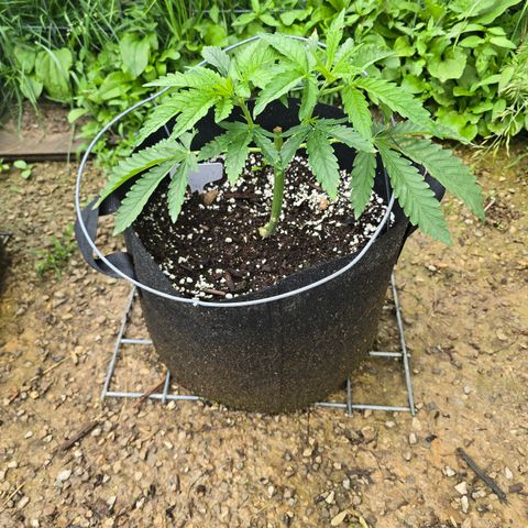 Bruce Banner 2.0 (Photo) - Plant #3 growlog timeline photo