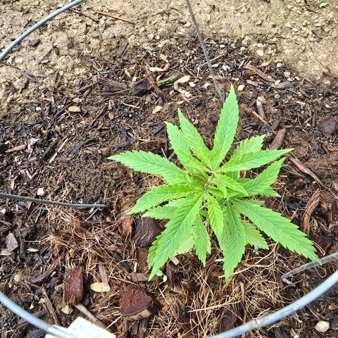 Wilderness Kush - (Photo) growlog timeline photo