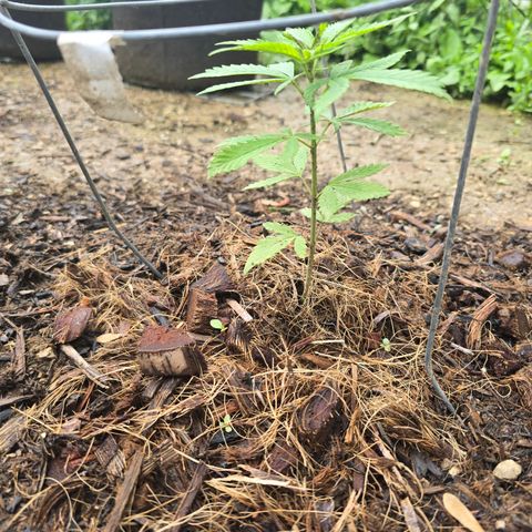 Wilderness Kush - (Photo) growlog timeline photo